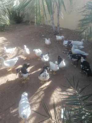 بط كبير بياض للبيع ويوجد بط عمر 6شهور ويوجد بط عمر 3شهور يوجد بط عمر اسبوع يوجد بيض دجاج وبيض مخصب