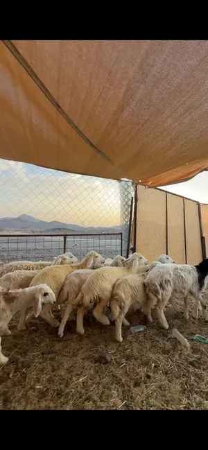 رخال حبص مقنوي ب المدينه