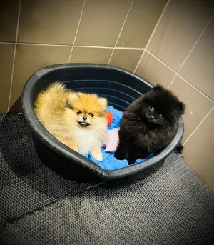 Pomeranian puppies