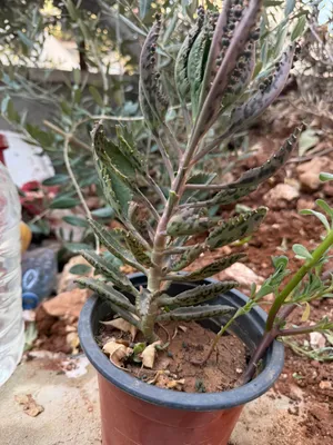 اشتال و و نباتات زينة حديقة بسعر جملة الجملة