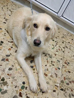 انثى Golden retriever للبيع او التبني عمرها 10 اشهر ماخذة مطعومين