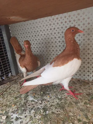 ازواج حمام زق للبيع