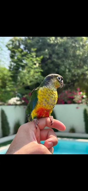Amazing conure