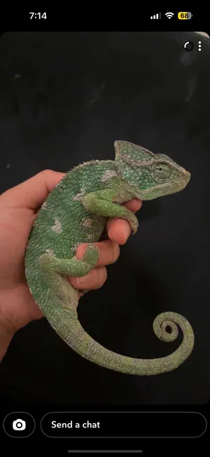 سحلية للبيع مع جميع أغراضها for sale chameleon