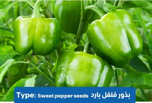 بذور الخظروات