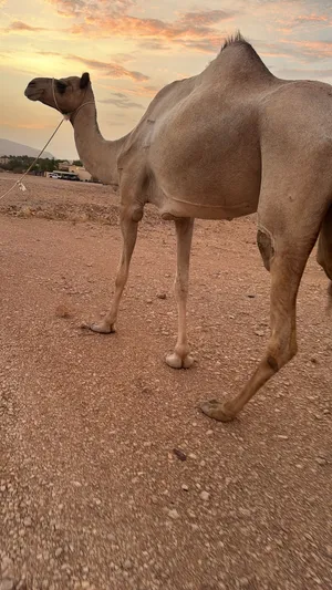 ناقه لقحه على ولد كيف بعير منتج ناقه طيبه لبن تاريخ مناخ 4/9