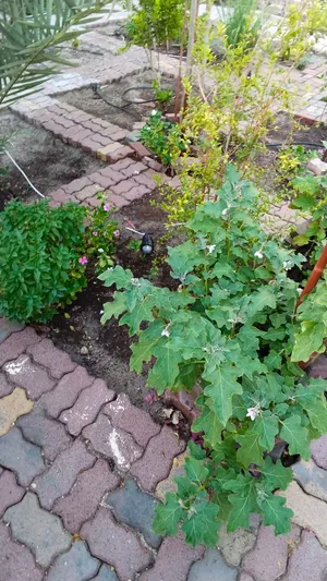 garden working