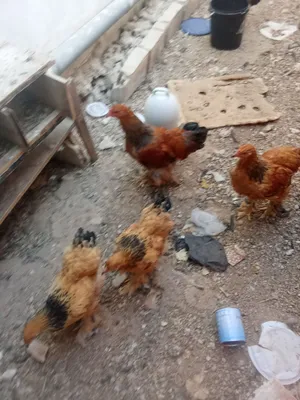 دجاج براهما
