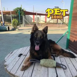 جراء جيرمن شيبرد بيور وورك لاين شورت هير مع جميع المطاعيم ومايكروشيب التسليم في عياده بيطريه