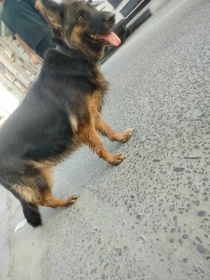 جلبة نثية نوع جيرمني شيبرد نقية .