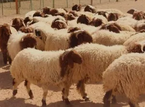 خرفان بلدي لحم