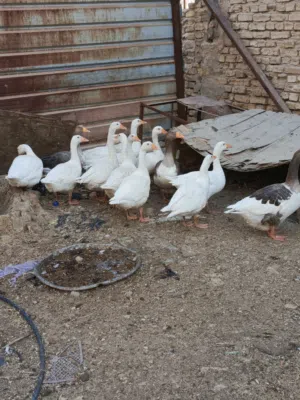 بط  العدد عشر بطات