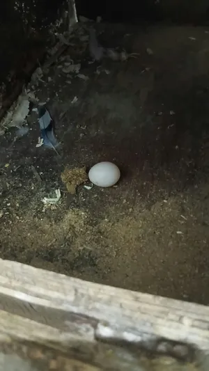 زوج هند عنده ثلاث بيضات الذكر حاررر ماشاءالله