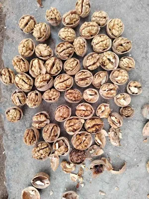 Agro commodities and fertilizers