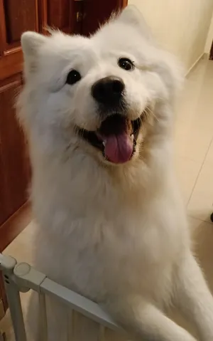 Pure Female samoyed Fully vaccinated with passport
