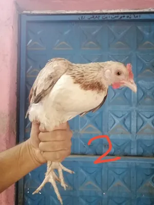 دجاج دندوراي
