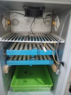 فقاسة غلاف مجمده