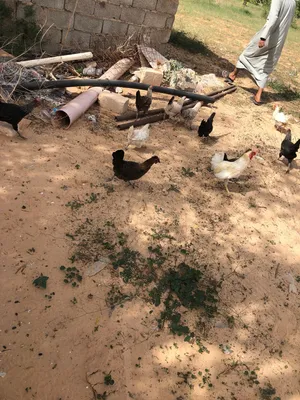 دجاج عربي للبيع