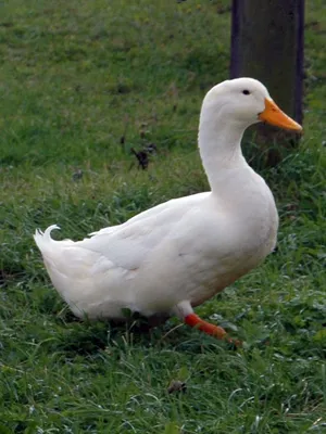 مطلوب بش ذكور