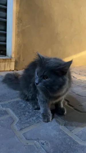 سعرها350حاجه مليحه تركيا