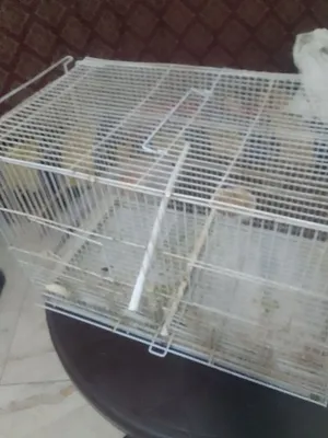 قفص طيور ست معالف مطير