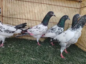 حمام بكستاني تيديات
