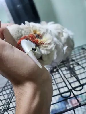 من النوادر صل عالنبي و اقرأ الوصف كوكاتو كورولا سلندر أليفة جداً هادية غير مزعجة ذكية و ممتعة كثير .