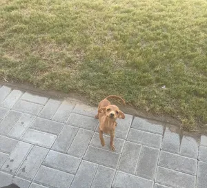 Pincher male 5M