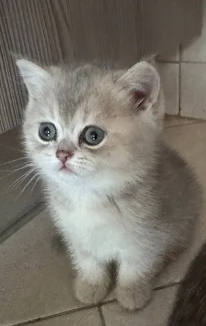 Golden British shorthair Ay female