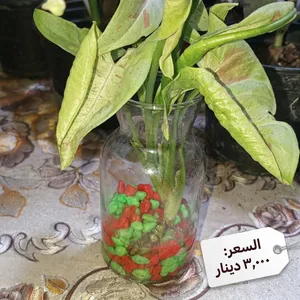 نباتات ظلية داخل البيت بأسعار مناسبة الوصف مهم . نباتات نظيفة وتربة بيتموس ونبات مائية .الي يريد يرا