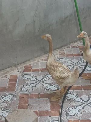 بطات ثنينهن ب 35 الف
