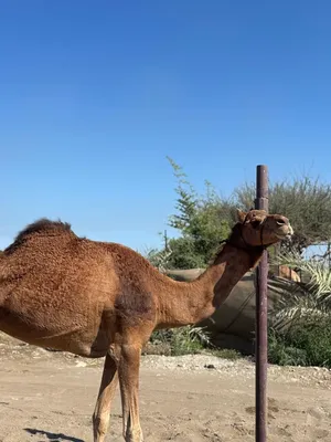 شبهار للبيع او سقب