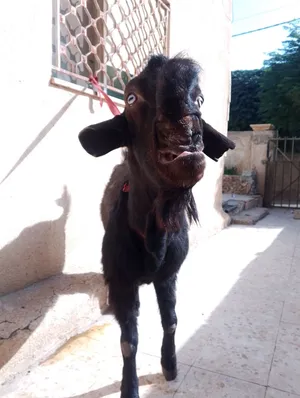 تيس شامي .