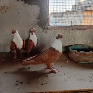 ثلاث فراخ شخشلي اصفر