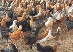 دجاج عماني شهرين و أسبوع ب 700 بيسه
