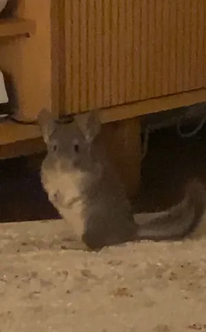 2500dhs. Chinchilla
