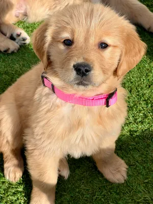 2 months old Golden retriever puppies