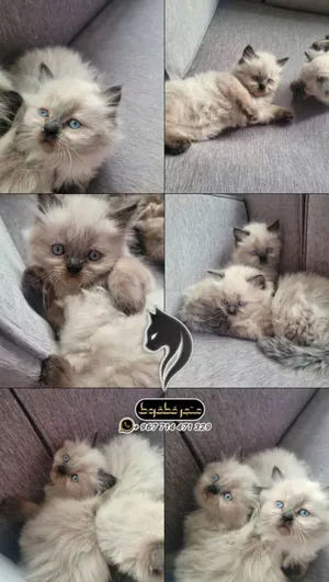 هملايا تشوكليت بلو آيز