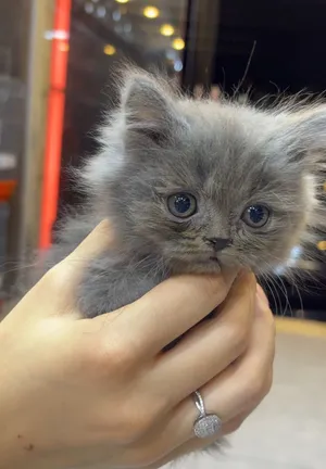 قطط بريتش شورت هير بلو ذكور – عمر شهرين - British Shorthair Blue Kittens – 2 Males