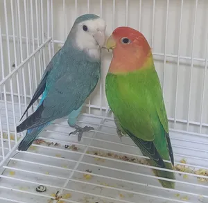 350 breeding pair