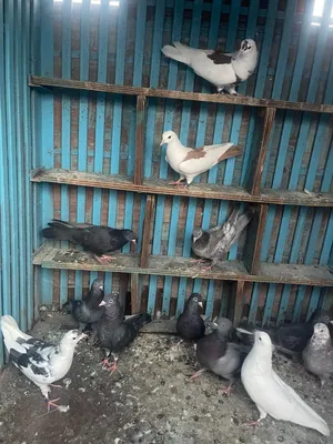 للبيع طيور لوت