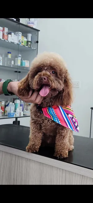 Mini Poodle Looking for a Loving Home