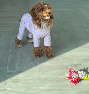 Toy Poodle