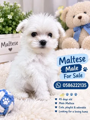 Korea Maltise