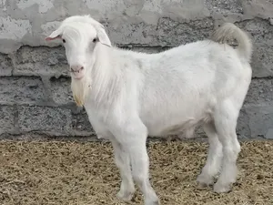فحل من حلال الرحوب الاصل أبيض خالص