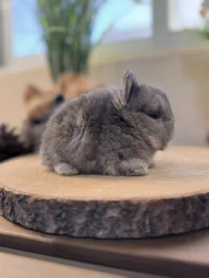 أرنب انقلش انقورا والقزم وهولاند لوب و هوتوت - English Angora ,Dwarf,Holland lop & Hotot
