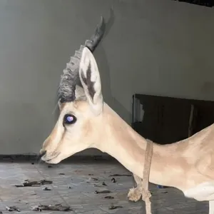 غزال الريم ذكر عمر متوسط