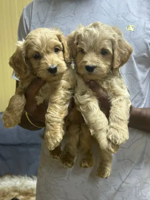 Golden doodle  puppy