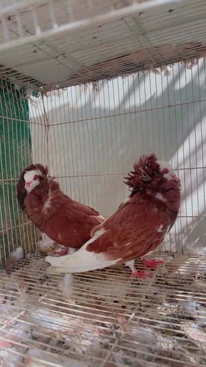 حمام متنوع للبيع .