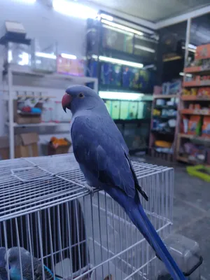 ببغاء دره هندي أنثى أزرق نادر عمر 7 أشهر أليف